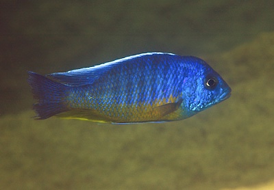 Protomelas sp. 'spilonotus tanzania' Puulu Island